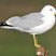 Ring-billed Gull